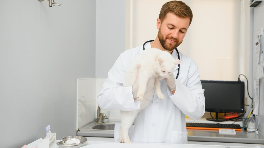 vet clinic happy doctor holding dog and cat after surgery