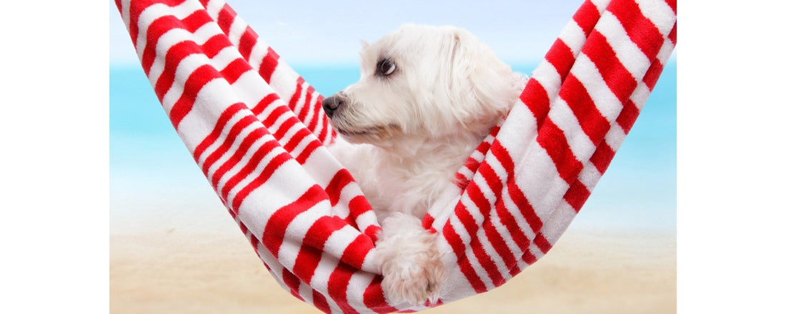 Pet-Friendly Holiday Ideas - Pet Plaza Boutique