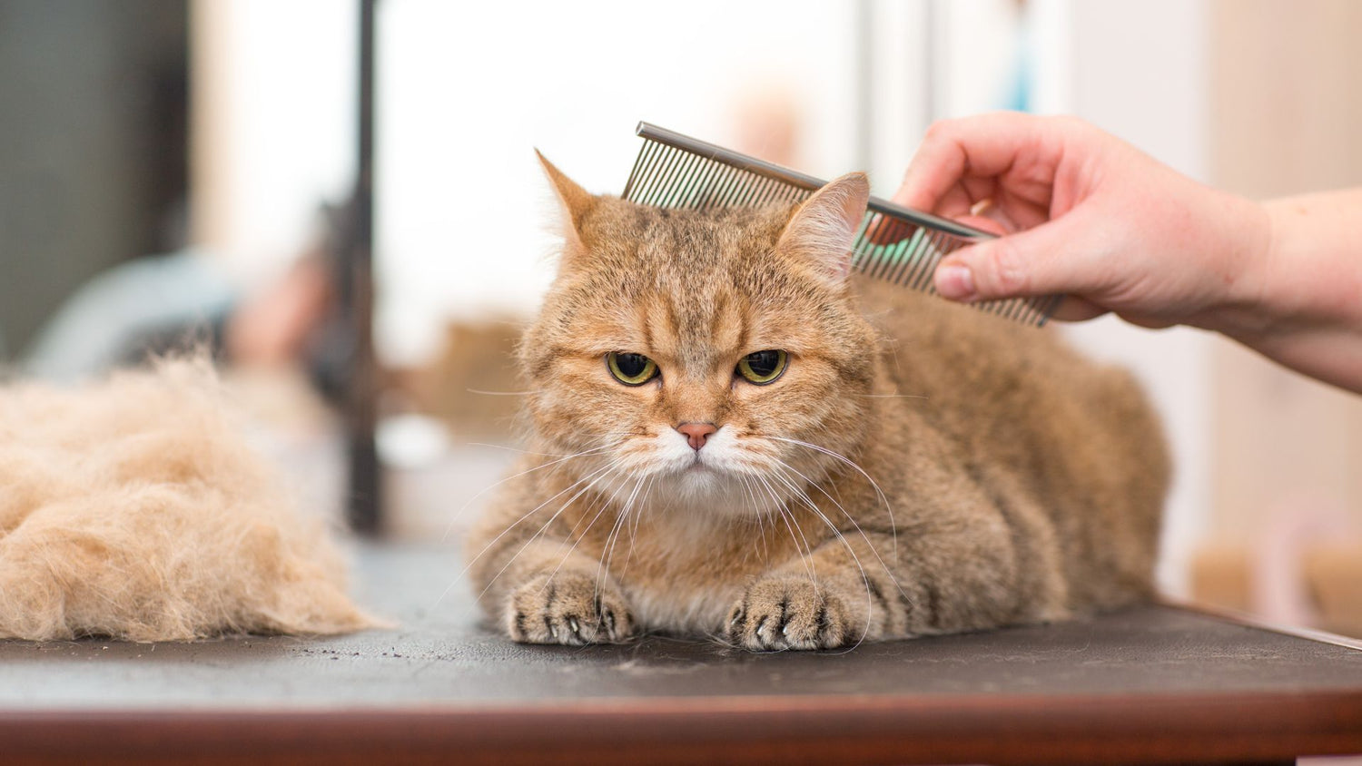 cat grooming product