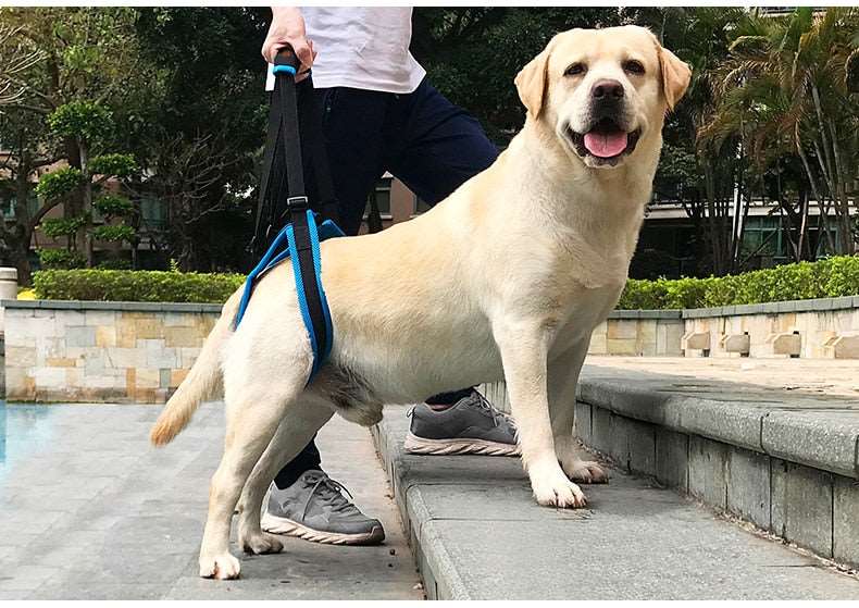 Supportive Dog Lift Harness for Back Legs