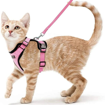 cat wearing harness and leash
