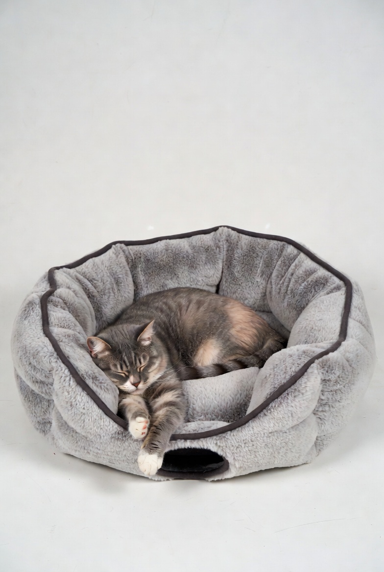 cat in pet bed